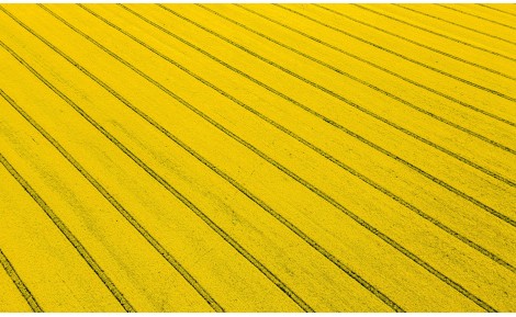 Wędrówka na rzepak