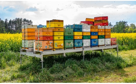 Witaj w Świerkowej Pasiece