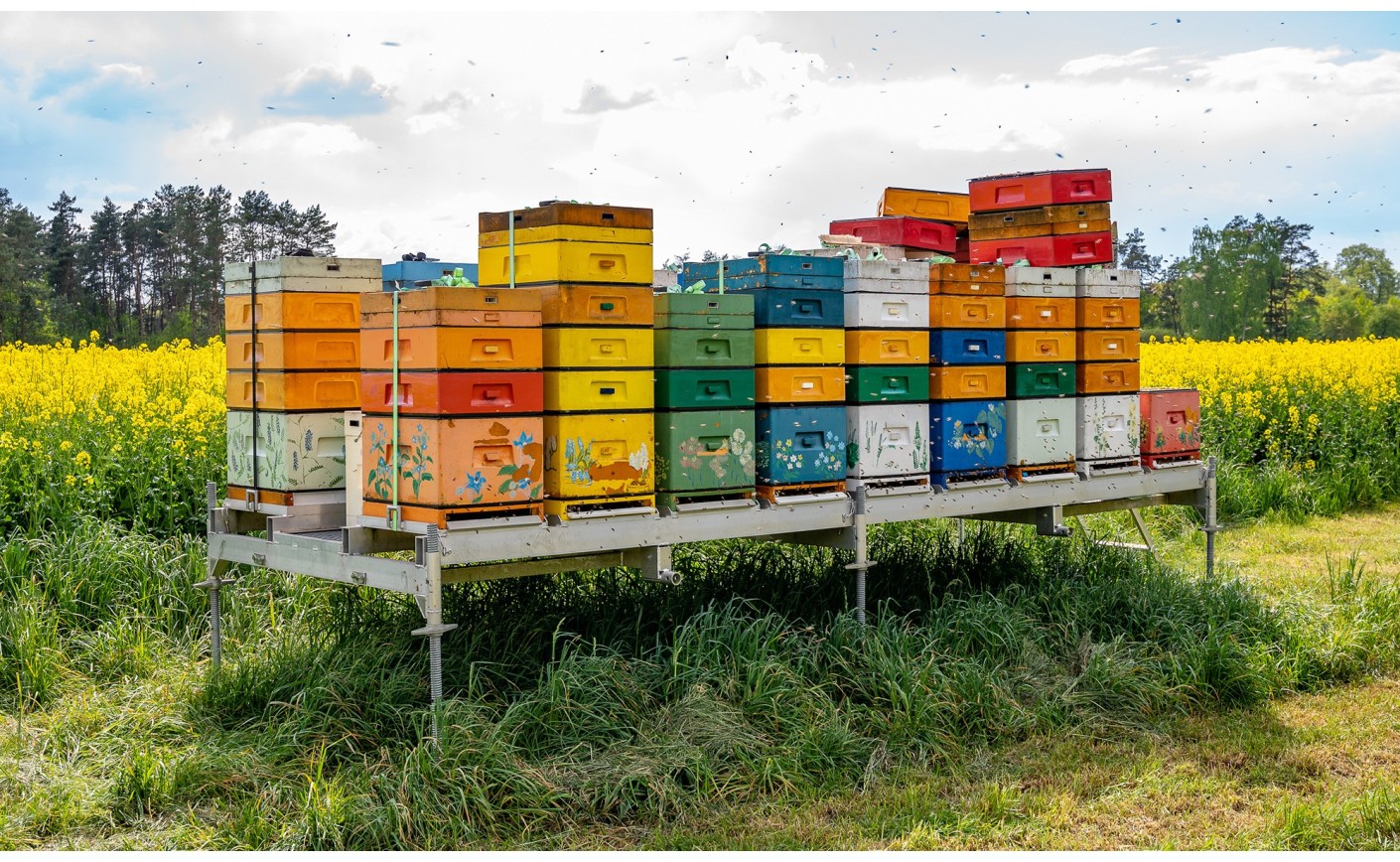 Witaj w Świerkowej Pasiece